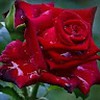 Divya
