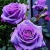 جنا علاء يونس